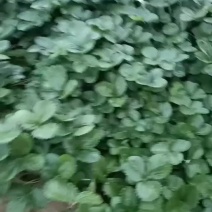 天仙醉草莓苗，支持视频看货，可发往全国市场，大小种植基地