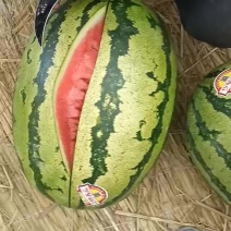 靖远晒砂瓜金花一号
