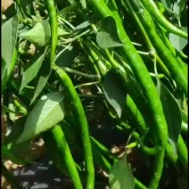 新鲜辣椒，青花椒