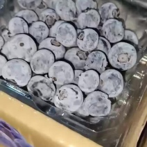 莱克西蓝莓