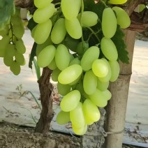 维多利亚边架
