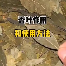 香叶广西头茬新货卤料炖肉料炒菜调味品香辛料优质原产香叶
