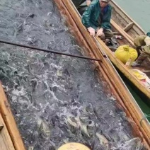 花鲢鱼