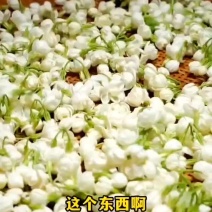 茉莉花茶特级新货茉莉茉莉花花苞新茶干花花茶泡水浓香型茶叶
