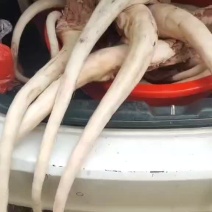 黄牛尾