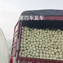 娃娃菜