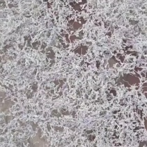 霉茶