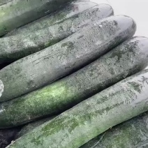 冬瓜/青皮冬瓜/江苏冬瓜/东台冬瓜/产地供应/自种地