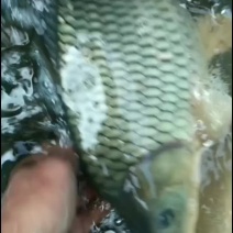鲫鱼