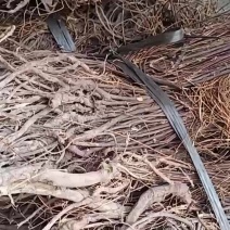 小叶大根野生鸡骨草货源充足大量上市品质好价格低保质保量