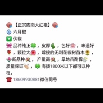 大红袍花椒