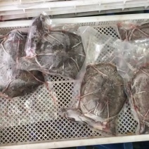 精品外塘大甲鱼净膛2斤以上3去甲鱼，即开即用饭店酒楼