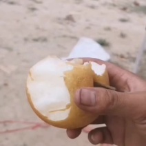 【荐】精品秋月梨基地直供晚秋黄梨果大核小全国发货
