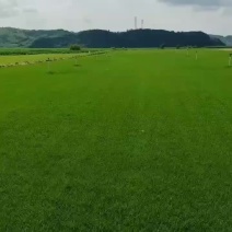 草坪