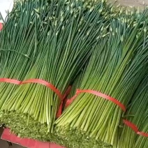 万亩韭菜基地精品韭苔货源稳定诚寻合作质量保证