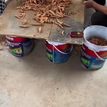 地黄种子