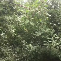 伽师西梅