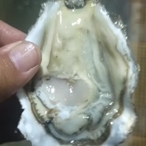 二倍体三倍体全规格生蚝