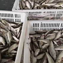 餐条鱼