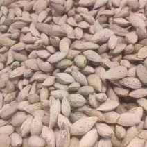 新疆喀什本地巴旦木纸皮巴旦木大量有货没有加工自然味