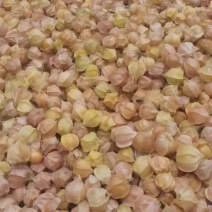 菇娘，豆大多汁，口感好，香甜，皮薄，果大，没有裂果自家货