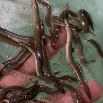 刺鳅鱼苗
