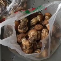 川西高原野生菌品种多