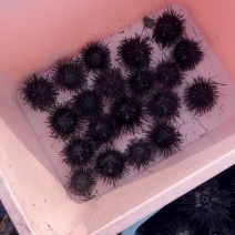 海南海胆品质保证货源充足量大从优欢迎咨询