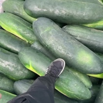 黑皮地冬瓜上市热卖条型好肉质厚