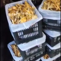 陕西商洛，黄丝菌