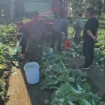 正宗玲珑黄黄心大白菜大量供应中