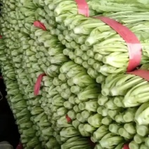 精品油麦菜