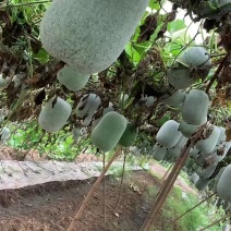 粉娃