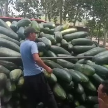 黑皮地冬瓜大量现货