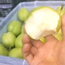 诚信赢天下阳信县万亩梨园，早酥梨，大量上市，货好量大，