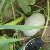 新疆哈密银栗南瓜
