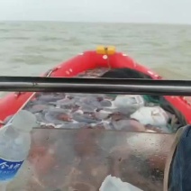 海蜇上市