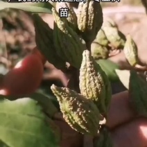 连翘苗