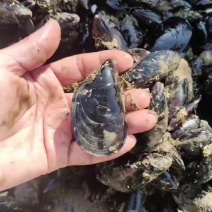 海虹