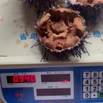 海生海胆鲜活