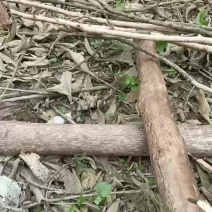 厚朴杆