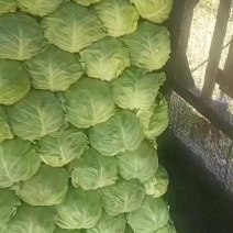 张北精品甘蓝大量上市
