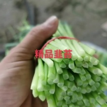 河北省昌黎县精品汉中韭苔大量上市全国发货