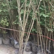 楠天竹熟货