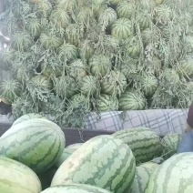 沙地西瓜