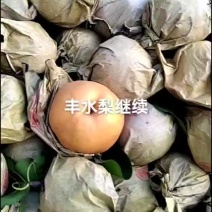 丰水梨大量上市