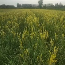 黄花菜