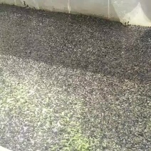 优质牛蛙苗，小四脚