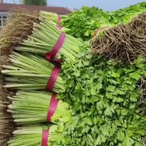 精品小香芹