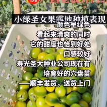 樱桃番茄苗小西红柿苗圣女果苗小柿子苗西红柿苗